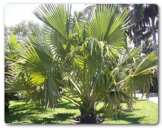  Tamil Nadu State tree, Palm tree, Borassus flabellifer